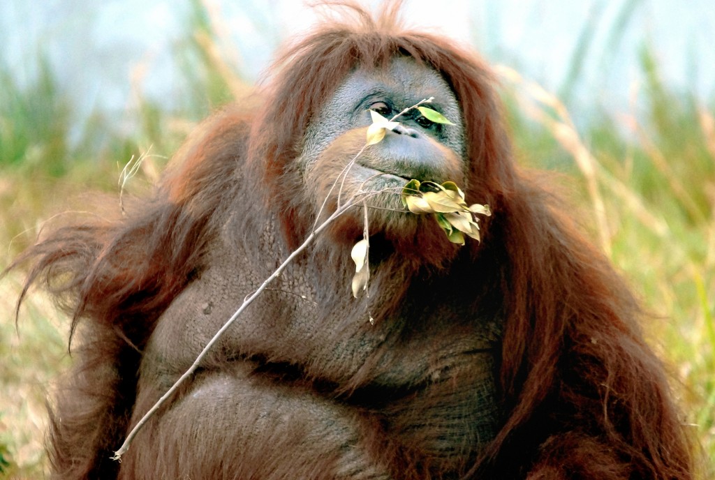 ～cute orangutan～